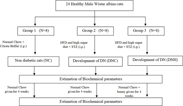Effect of Honey-treatment on Blood Glucose and Lipid Profile in Experimental Diabetic Neuropathy Rats