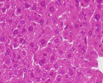 Microscopic examination from the liver tissue of control group showing normal hepatic structure