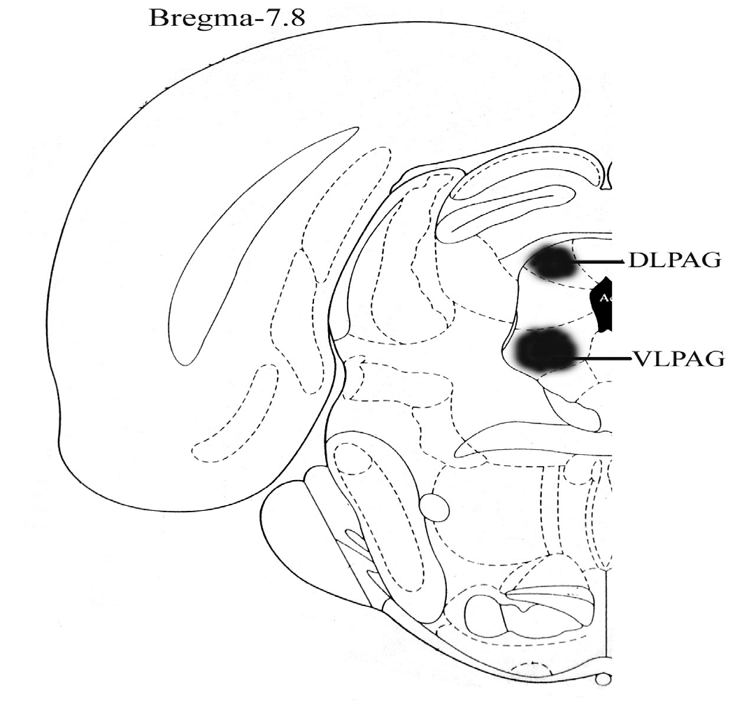 Diagramatic coronal section of the DLPAG and VLPAG indicating the locations of the electrical stimulation and destroy sites within rat brain. DLPAC: Dorsolateral periaqueductal gray; VLPAG: Ventrolateral periaqueductal gray.