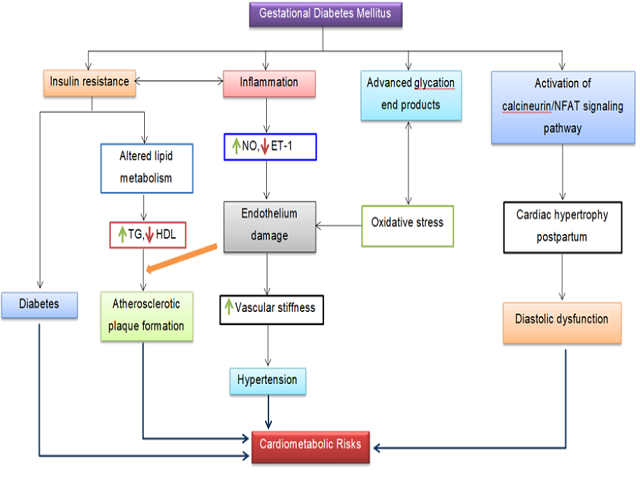 Pathophysiology of cardiometabolic risks in gestational diabetes mellitus.
